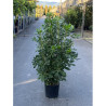 PITTOSPORUM tobira En pot de 15-20 litres