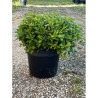 PITTOSPORUM tobira NANA En pot de 10-12 litres