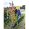 PRUNUS persica TAOFLORA RED En pot de 10-12 litres forme baliveau