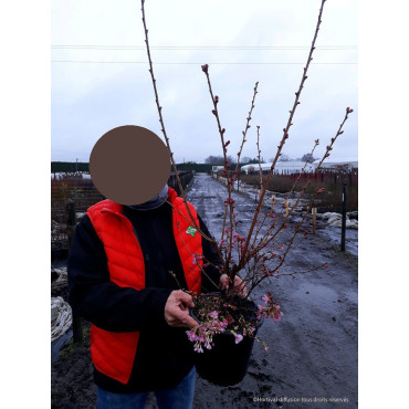 PRUNUS OKAME En pot de 4-5 litres