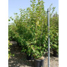 PRUNUS serrulata KANZAN En pot de 35-50 litres