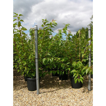 PRUNUS serrulata KANZAN En pot de 25-30 litres