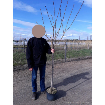 PRUNUS serrulata KANZAN En pot de 10-12 litres forme tige hauteur du tronc 110-130 cm