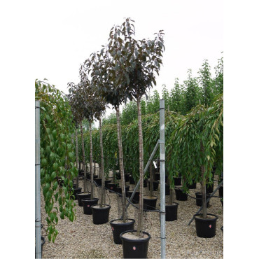 PRUNUS serrulata ROYAL BURGUNDY En pot 35-50 litres forme tige hauteur du tronc 180-200 cm