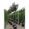 PRUNUS serrulata ROYAL BURGUNDY En pot 35-50 litres forme tige hauteur du tronc 180-200 cm