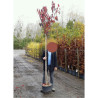 PRUNUS serrulata ROYAL BURGUNDY En pot 25-30 litres forme tige hauteur du tronc 180-200 cm