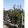 PRUNUS serrulata ROYAL BURGUNDY En pot de 15-20 litres