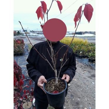 PRUNUS serrulata ROYAL BURGUNDY En pot de 4-5 litres