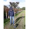 PRUNUS serrulata ROYAL BURGUNDY En pot de 10-12 litres forme tige hauteur du tronc 110-130 cm