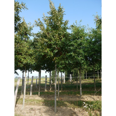 QUERCUS cerris 