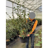 CAMELLIA sasanqua ROSE En pot de 20-25 litres