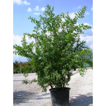 PUNICA granatum En pot de 50-70 litres