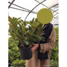 RHODODENDRON WILGENS RUBY En pot de 7-10 litres