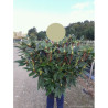 RHODODENDRON RED EYE En pot de 15-20 litres