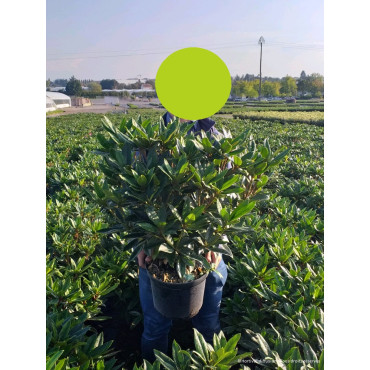 RHODODENDRON RED EYE En pot de 7-10 litres