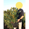 RHODODENDRON NOVA ZEMBLA En pot de 7-10 litres