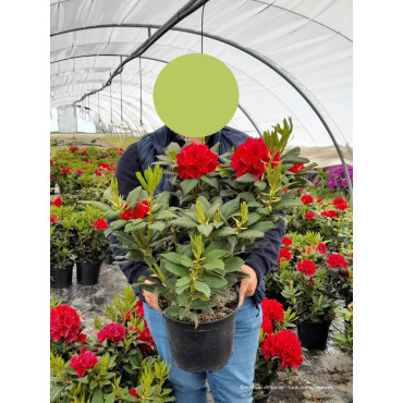 RHODODENDRON LORD ROBERTS En pot de 7-10 litres