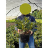 RHODODENDRON HORIZON MONARCH En pot de 7-10 litres