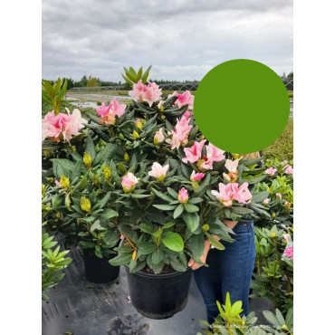 RHODODENDRON COSMOPOLITAN En pot de 15-20 litres