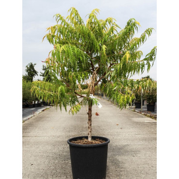 RHUS typhina TIGER EYES En pot de 15-20 litres