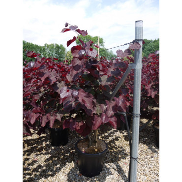 CERCIS canadensis FOREST PANSY En pot de 25-30 litres