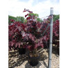 CERCIS canadensis FOREST PANSY En pot de 25-30 litres