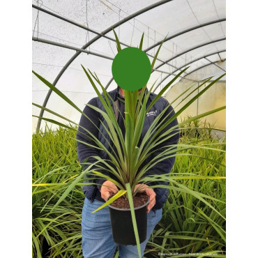 CORDYLINE australis En pot de 4-5 litres