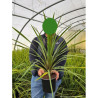 CORDYLINE australis En pot de 4-5 litres