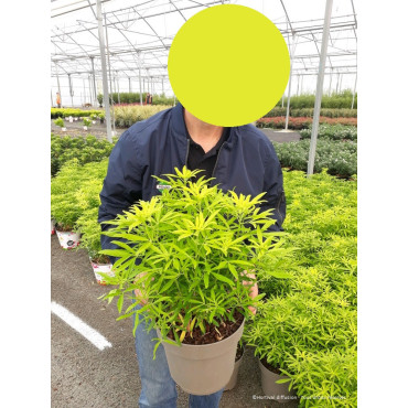 CHOISYA AZTEC GOLD En pot de 7-10 litres