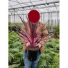 CORDYLINE PINK PASSION En pot de 7-10 litres