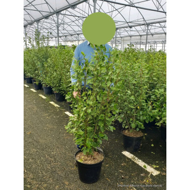 GRISELINIA littoralis En pot de 7-10 litres