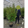 GRISELINIA littoralis En pot de 25-30 litres