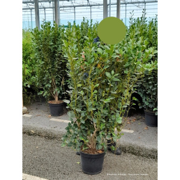 GRISELINIA littoralis GREEN HORIZON En pot de 7-10 litres