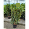 GRISELINIA littoralis GREEN HORIZON En pot de 7-10 litres