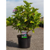 HYDRANGEA ZORRO En pot de 7-10 litres