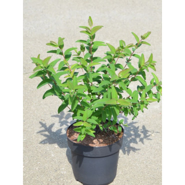 HYPERICUM hidcoteense HIDCOTE En pot de 3-4 litres