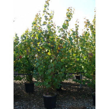 CERCIDIPHYLLUM japonicum En pot de 15-20 litres