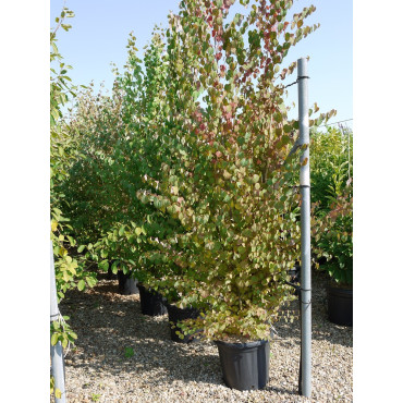 CERCIDIPHYLLUM japonicum En pot de 35-50 litres