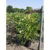 CERCIS siliquastrum En pot de 15-20 litres