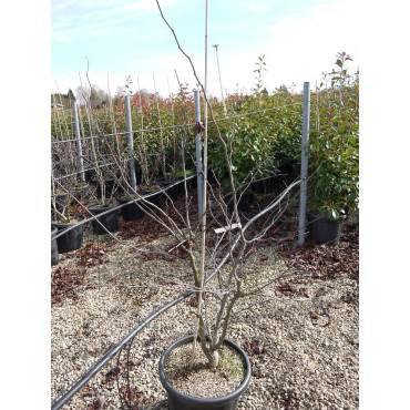 CERCIS siliquastrum En pot de 15-20 litres