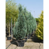 CHAMAECYPARIS lawsoniana COLUMNARIS En pot de 70-90 litres