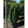 CHAMAECYPARIS lawsoniana ELLWOOD'S GOLD En pot de 25-30 litres