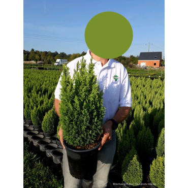 CHAMAECYPARIS lawsoniana ELLWOOD'S GOLD En pot de 4-5 litres