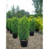 CHAMAECYPARIS lawsoniana ELLWOODII En pot de 25-30 litres