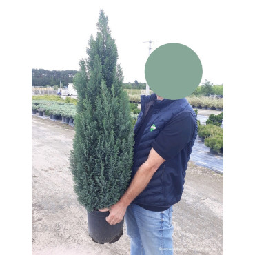 CHAMAECYPARIS lawsoniana ELLWOODII En pot de 10-12 litres