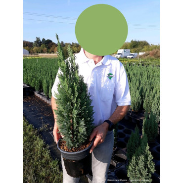 CHAMAECYPARIS lawsoniana ELLWOODII En pot de 4-5 litres