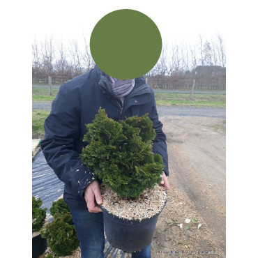 CHAMAECYPARIS obtusa NANA GRACILIS En pot de 10-12 litres