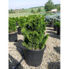 CHAMAECYPARIS obtusa NANA GRACILIS En pot de 25-30 litres