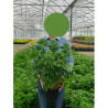 CHOISYA ternata En pot de 4-5 litres