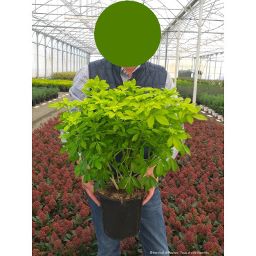 CHOISYA ternata SUNDANCE En pot de 4-5 litres